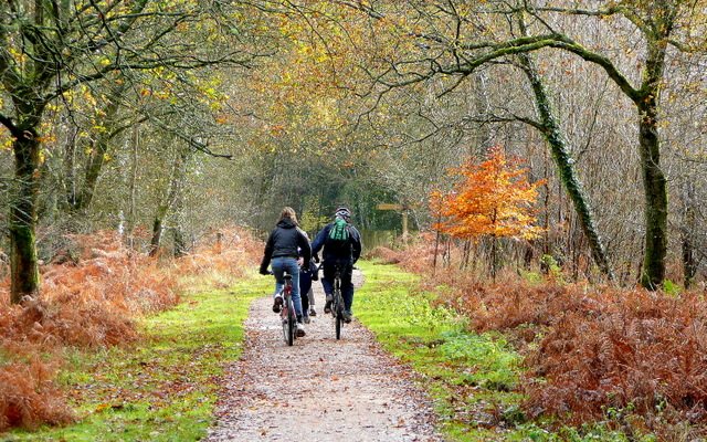 Representative family cycling outdoors